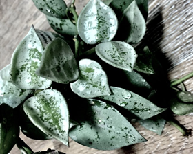 Hoya lacunosa "Silver leaves"